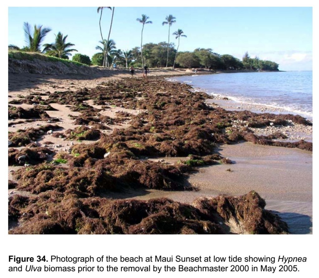 Algae on Beach in North Kihei